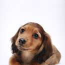 365동물병원 분당점 이미지