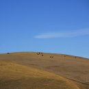 오크랜드 이미지