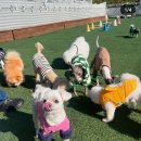 플레이독(애견유치원&호텔) 이미지