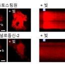 뇌 속 별세포 칼슘 신호 조절해 뇌졸중 치료한다 이미지