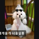 너에게올개 너올살롱 | (성남, 애견미용, 추천!) 너에게올개 너올살롱 성남 애견미용 너올살롱, 주말 운영