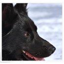 컴투펫 위탁보호센터 인천점 이미지