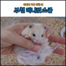 미니펫스쿨(Minipet School) | 부천 햄스터 고슴도치 분양, ‘미니펫스쿨’ 방문해 가족이 된 이야기