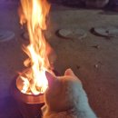 고양이정원 이미지