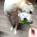 대패가1900 하단점 이미지