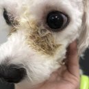 초원애견샵 이미지