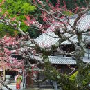 일본 3월23- 5월 10일중 지역별 일본 벚꽃 시즌 개별 여행 추천 이미지