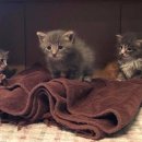 뉴욕종합동물병원 이미지