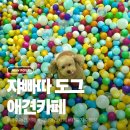 파주애견카페 쟈빠따 도그 재롱이 콩이와 다녀온 후기