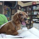 엄마손 동물병원 이미지