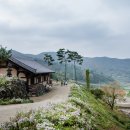 공주 구룡산 구룡사 구절초 이미지