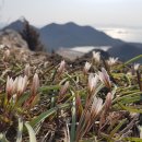 2024.03.08 고군산군도(대각산.선유도)산자고/동이나물님🌿 이미지