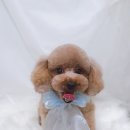 아루멍 그루밍 이미지