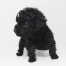 군자애견 이미지