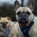 우리강아지 이미지