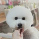 함안 애견샵 러블리펫 이미지