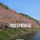 248 | 전북 부안 벚꽃 명소 개암사벚꽃길 드라이브 코스