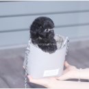 사랑애견샵 이미지