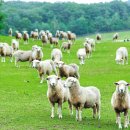 동편목장 이미지