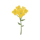 제주코롱코롱 이미지