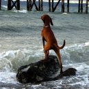 폼잡는개 이미지