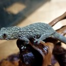 오덴탈