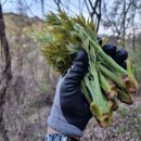 두릅의 시간이 다가오고 있다~~~~~~~~ 이미지