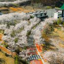 합천호회양관광단지 | 경남 합천 가볼만한곳 벚꽃 명소 합천호회양관광단지