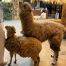와우쥬 | 거제 데이트 추천 실내동물원 와우쥬 거제도점 내돈내산 솔직후기