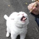 이쁜냥이 이미지