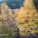 단풍 이야기 이미지