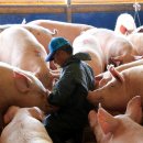 정한농장 이미지