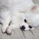해피도그 | 2025 일산 메가주 반려동물 펫페어 요세라 인섹트도그 후기 #강아지 #강아지사료