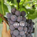 한아름햇살농원