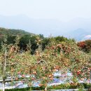 애플팜조인