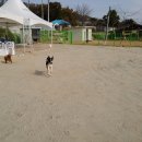 강화애견