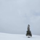 라일락목장 | 내돈내산 삿포로 비에이투어 후기 - 하루하루투어
