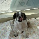 고시레미3 이미지