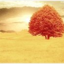 가을 숲으로 가자 이미지