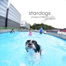 스타독스 이미지