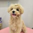 그루밍베베 이미지