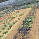 천보농장 이미지