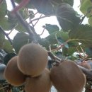 천우농장 이미지