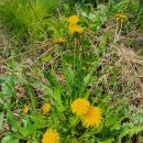 자개골캠핑장 | ^상원산 불당재/200517.일/2027