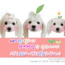 원조김태주선산곱창 이미지