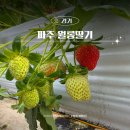 월롱농장 | 파주 딸기체험 농장 딸기따기 월롱딸기