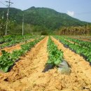 금강농원 이미지