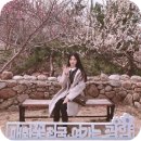 지에스25 일원센타 | 광양 매화축제 정보 &amp; 후기, 3월 봄꽃 국내 여행지 추천해요