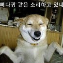 어린정 Daum카페