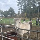 남원목장 | [제주] 서귀포 남원 “대한목장”| 말과 산책하는 목장카페 🐴